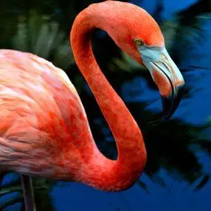 Flamingo Gardens