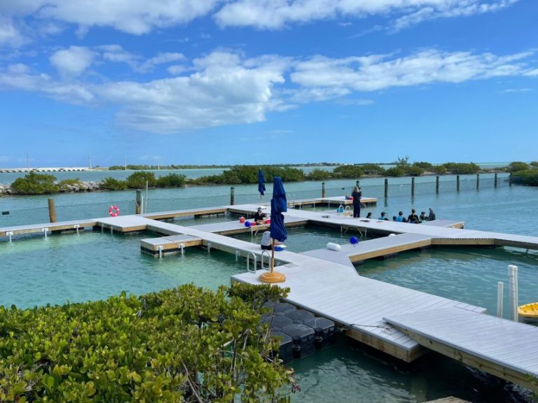 Florida Keys: Dockside Dolphin Experience